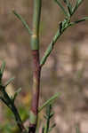 Southern jointweed